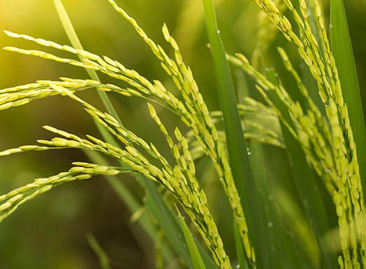 Ciclo do arroz: proteja a sua lavoura do ataque dos percevejos