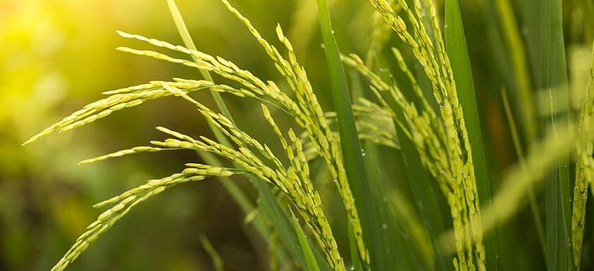 Ciclo do arroz: proteja a sua lavoura do ataque dos percevejos