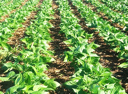 Colheita do feijão: dessecação para uma melhor produtividade