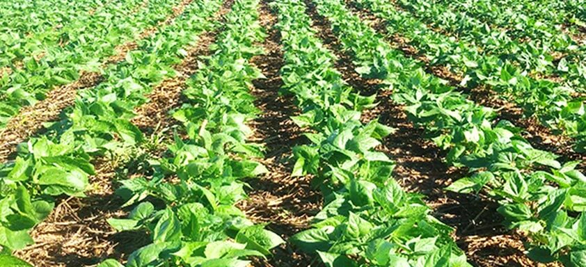 Colheita do feijão: dessecação para uma melhor produtividade