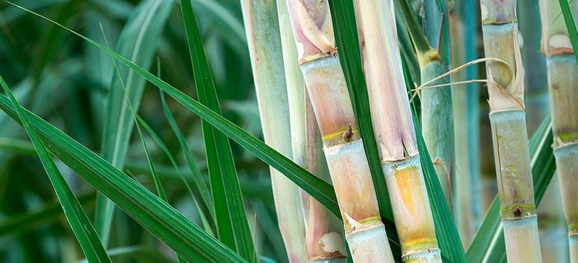 Combate eficaz às plantas daninhas em todo o ciclo da cana 