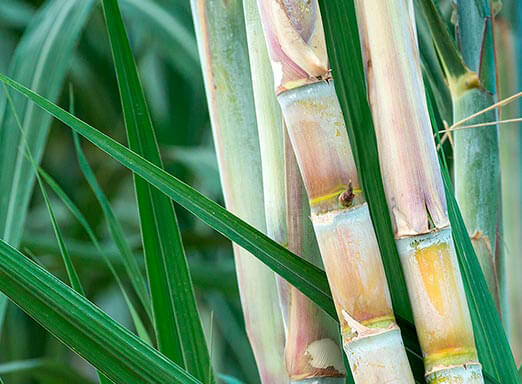 Combate eficaz às plantas daninhas em todo o ciclo da cana 