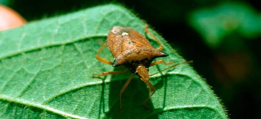 Como acabar com ninfas e adultos de percevejos na soja?
