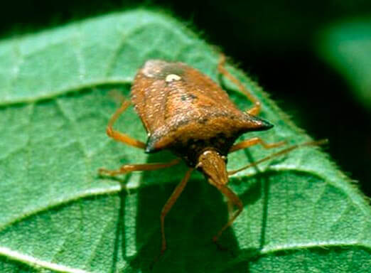 Como acabar com ninfas e adultos de percevejos na soja?