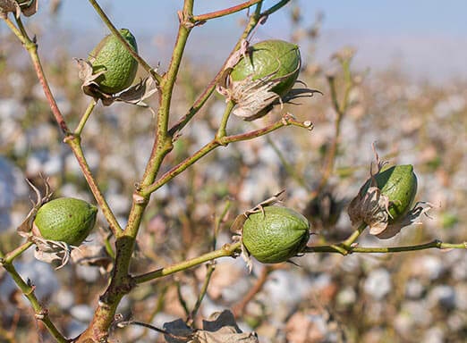Como acabar com o bicudo-do-algodoeiro de uma vez?