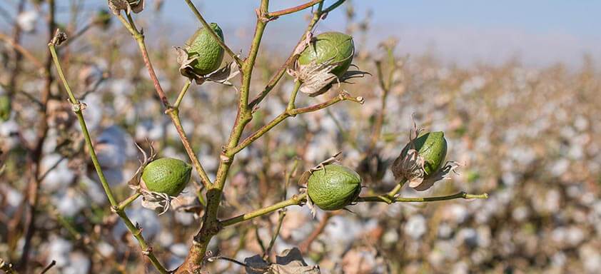 Como acabar com o bicudo-do-algodoeiro de uma vez?