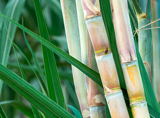 Como controlar as daninhas e assegurar a sanidade da cana?