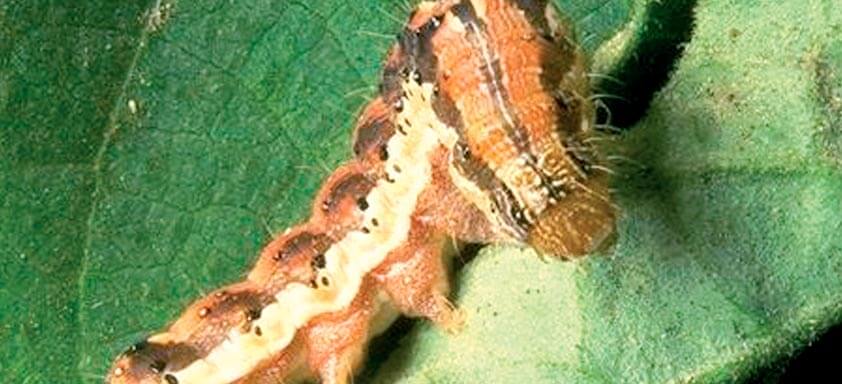 Como driblar o aumento da resistência das lagartas da soja?