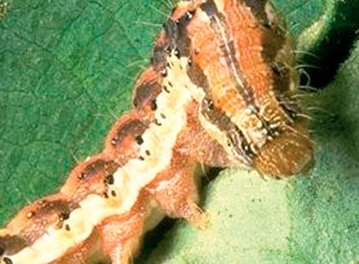 Como driblar o aumento da resistência das lagartas da soja?