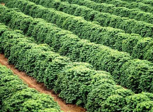 Como reconhecer as doenças que atacam na florada do café?