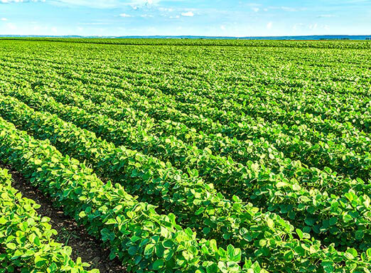 Conheça Alade: mais consistência no manejo de doenças da soja