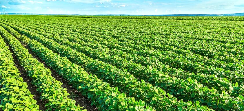 Conheça Alade: mais consistência no manejo de doenças da soja