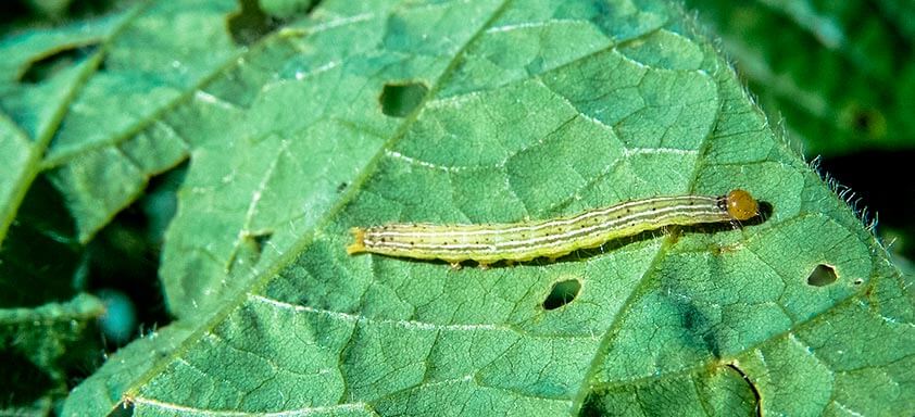 Controle as lagartas e tenha resultados implacáveis na soja