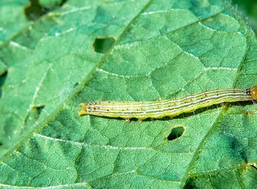 Controle as lagartas e tenha resultados implacáveis na soja