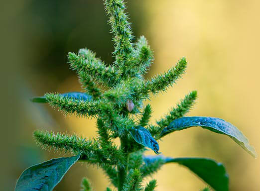 Controle pré-emergente: elimine o caruru da sua lavoura 