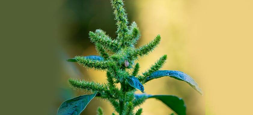 Controle pré-emergente: elimine o caruru da sua lavoura 