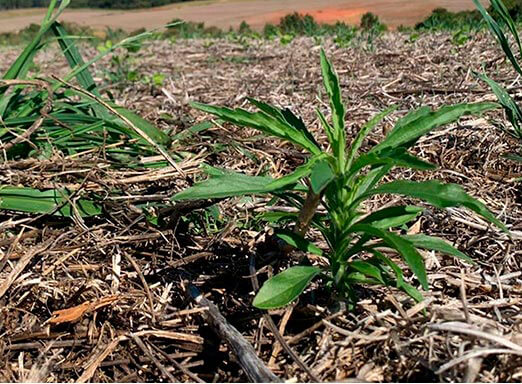 Daninhas na soja: Syngenta apresenta solução para manejo antecipado