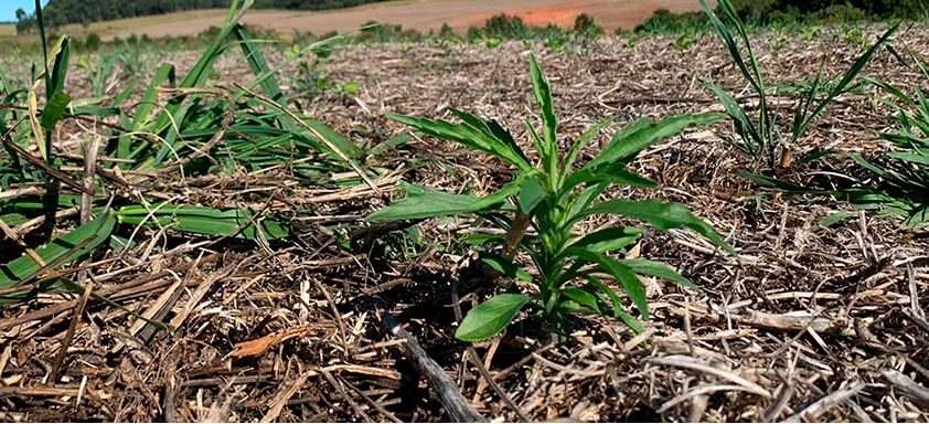 Daninhas na soja: Syngenta apresenta solução para manejo antecipado