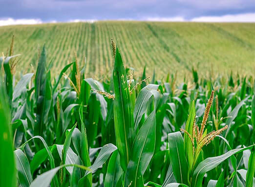 Daninhas no milho: você está preparado para o controle?