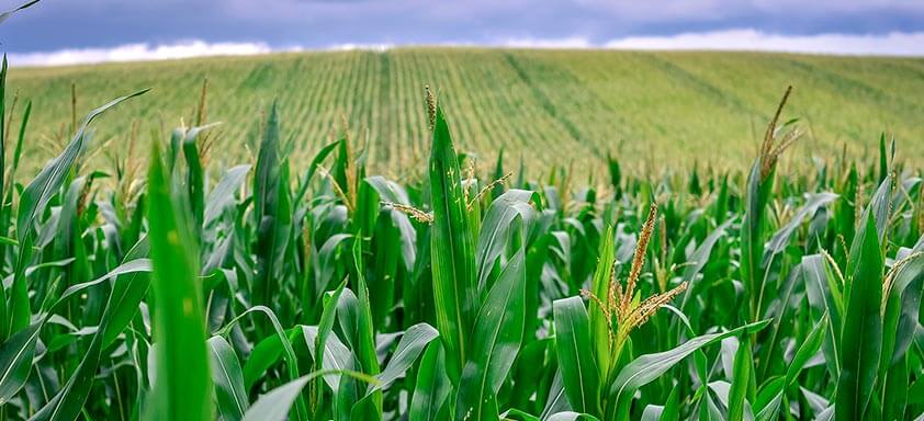 Daninhas no milho: você está preparado para o controle?