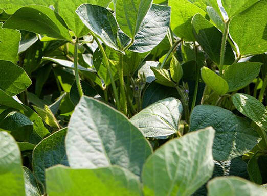 Doenças da soja: controle as doenças já no estágio vegetativo