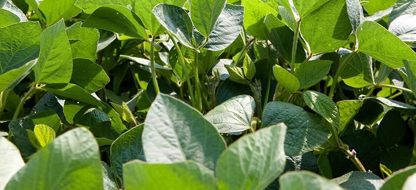 Doenças da soja: controle as doenças já no estágio vegetativo