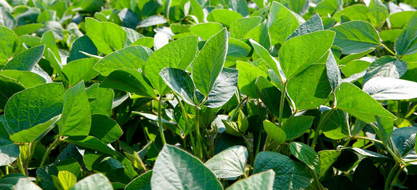 Doenças da soja: proteção é sinônimo de mais produtividade