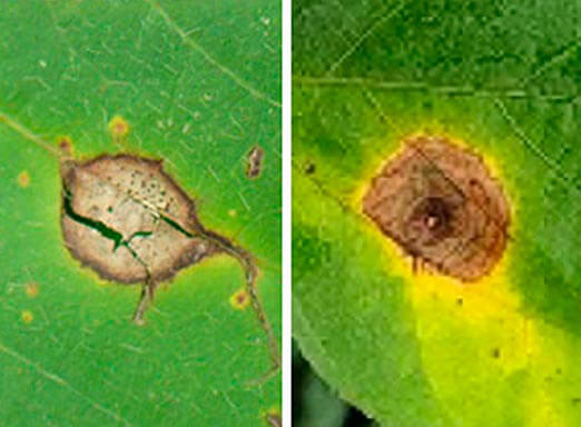 Doenças da soja: como controlar antracnose e mancha-alvo?