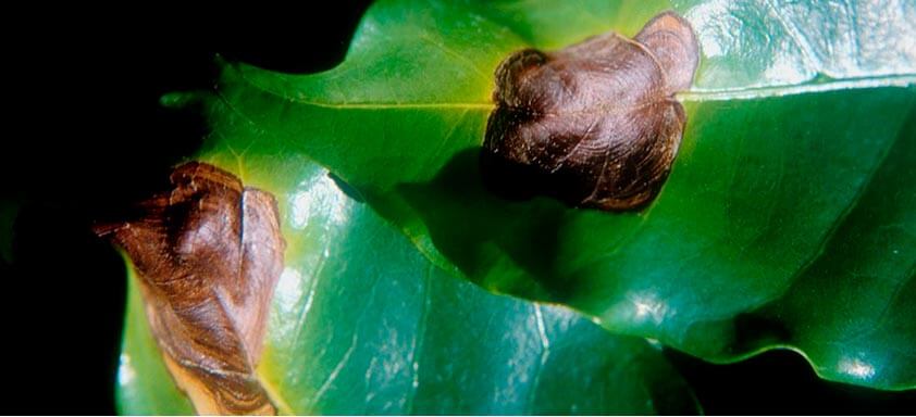 Doenças do café: entressafra é o momento para prevenção 