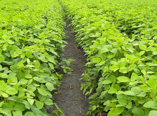 Elimine o capim-pé-galinha e outras daninhas da soja