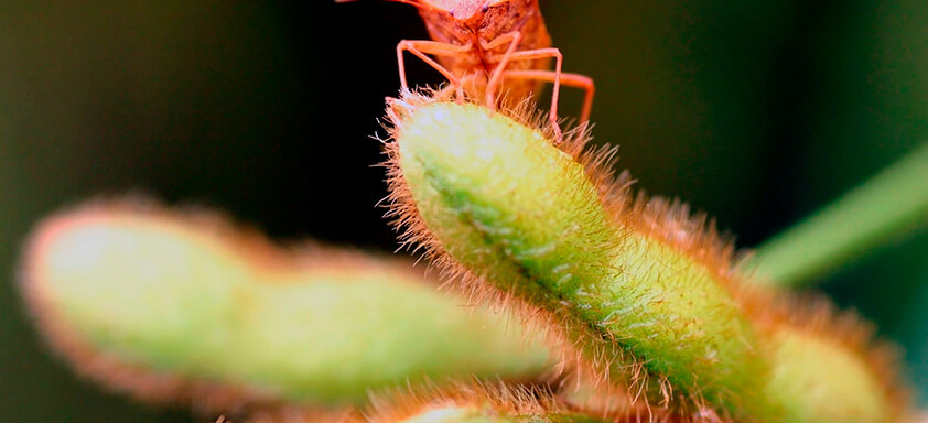 Elimine os percevejos da sua lavoura em poucas horas 