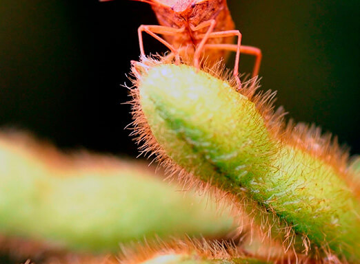 Elimine os percevejos da sua lavoura em poucas horas 