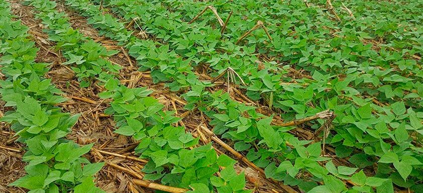 Feijão: combate às principais doenças da lavoura