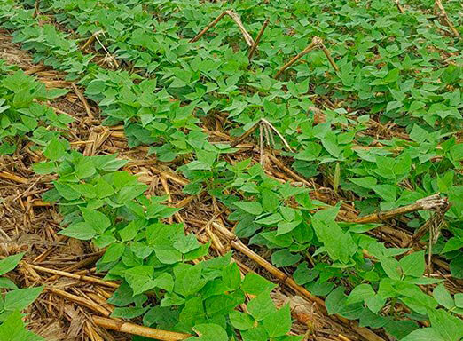 Feijão: combate às principais doenças da lavoura