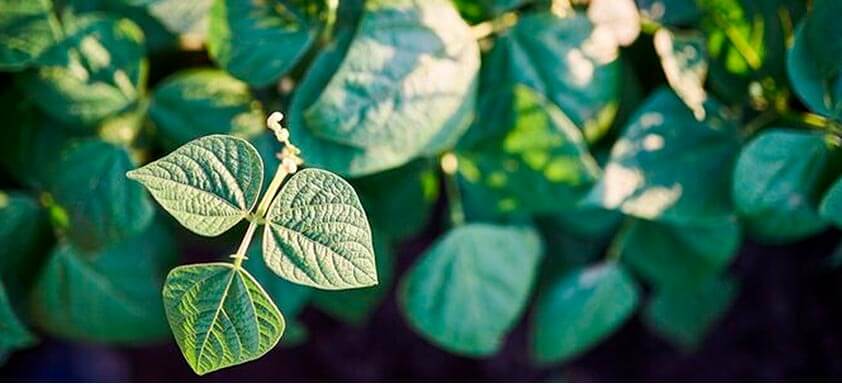 Feijão: seletividade e efetividade no controle de doenças