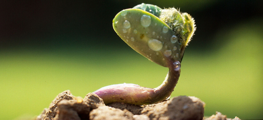 Fim às pragas, doenças e nematoides na soja de uma só vez