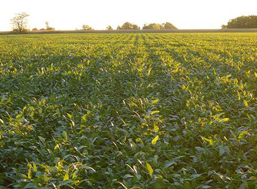 Fungicida multissítio: proteção superior contra doenças da soja