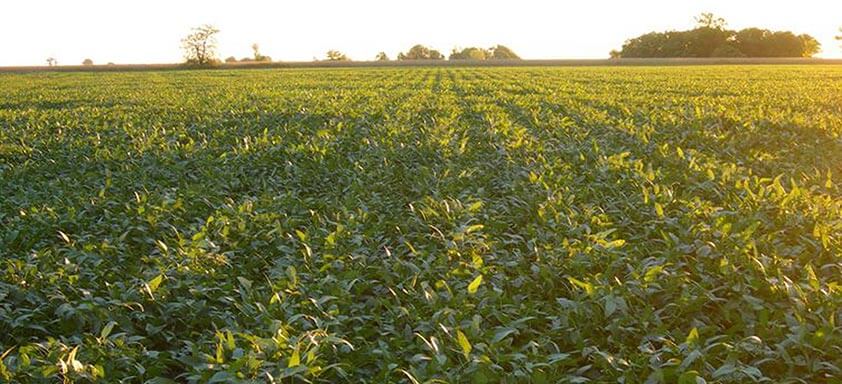 Fungicida multissítio: proteção superior contra doenças da soja