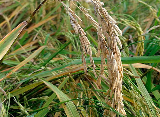 Fungicida para arroz: proteja sua lavoura da brusone 