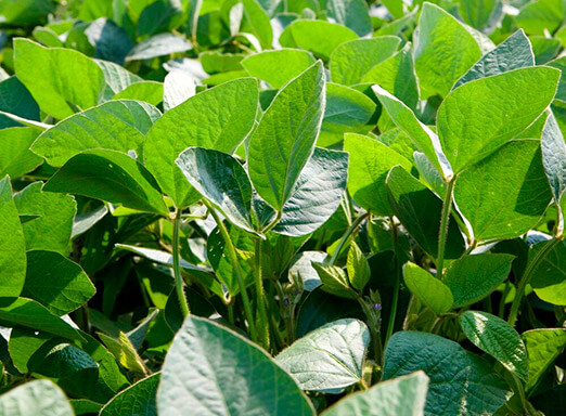 Doenças da soja: proteção é sinônimo de mais produtividade