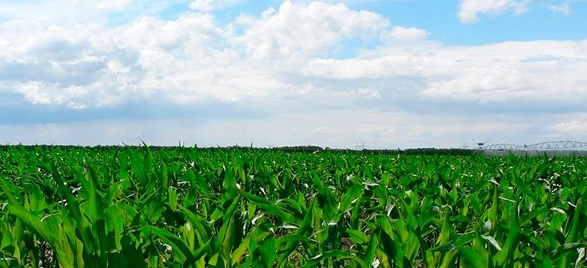 Fungicidas sistêmicos: os benefícios para a lavoura de milho