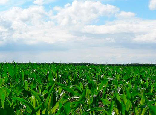 Fungicidas sistêmicos: os benefícios para a lavoura de milho