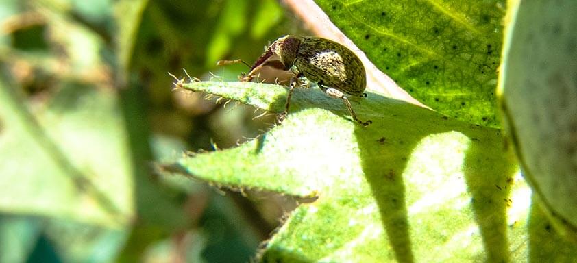 Bicudo do algodoeiro 