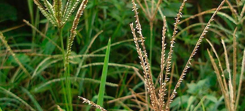 Capim-pé-de-galinha