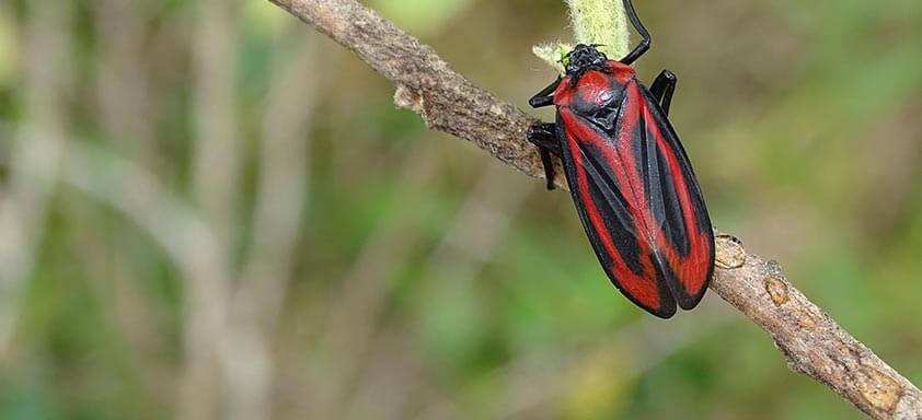 Cigarrinha-das-raízes 