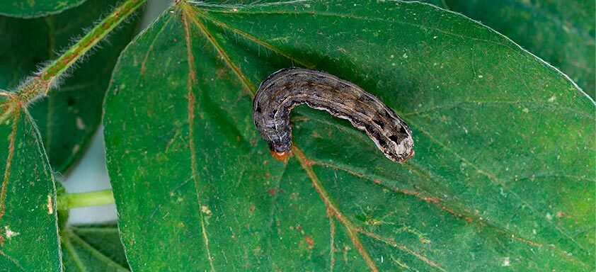 Lagarta-das-folhas 
