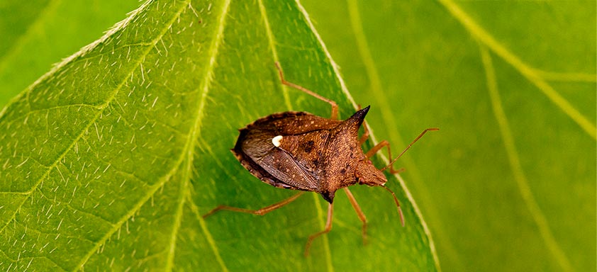 Percevejo-marrom