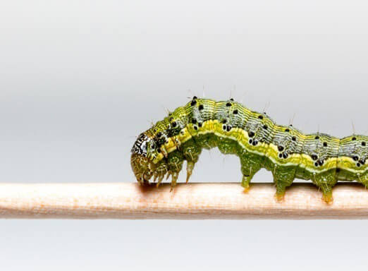 Helicoverpa: uma grande ameaça para a lavoura de soja