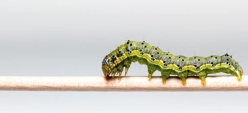 Helicoverpa: uma grande ameaça para a lavoura de soja