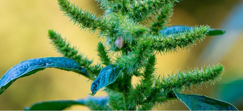 Caruru é uma das plantas daninhas que prejudicam a lavoura